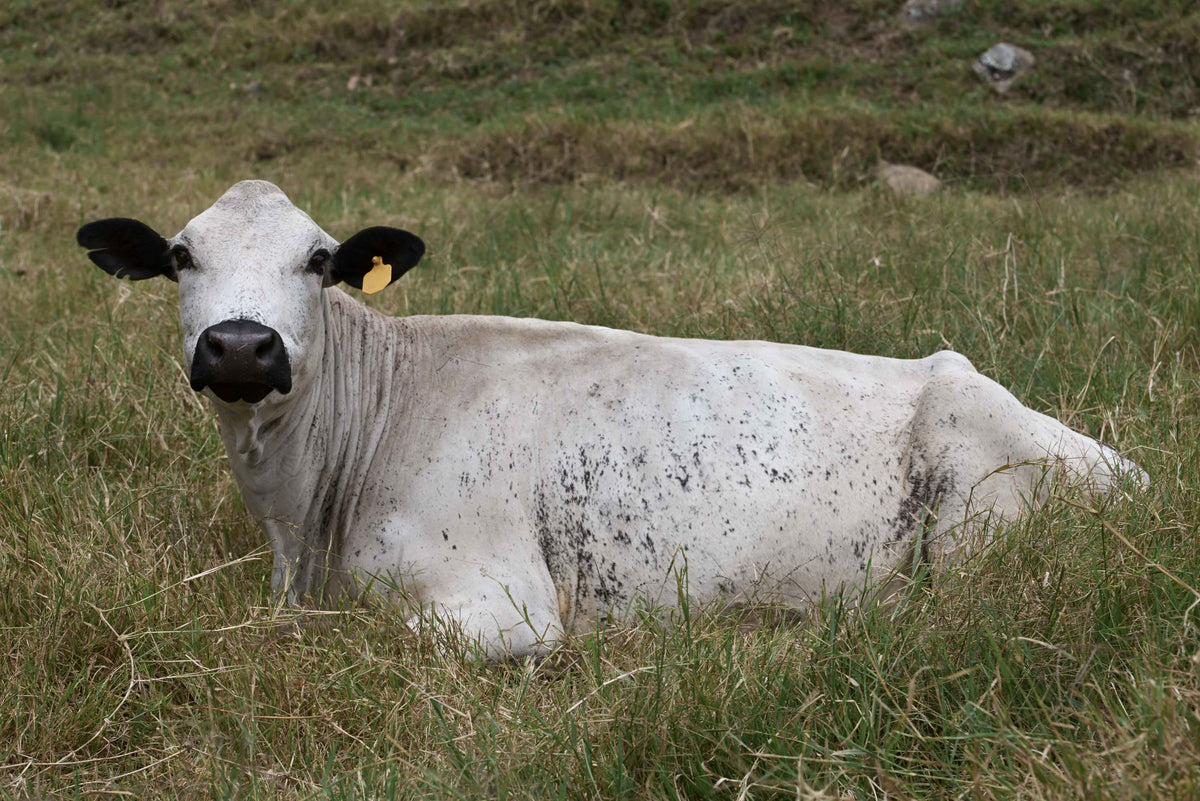 Las vacas Blanco Orejinegro